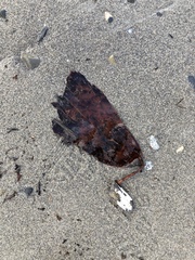 Saccorhiza dermatodea