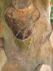 Pandercetes gracilis