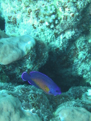 Centropyge bispinosa