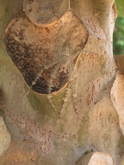 Pandercetes gracilis