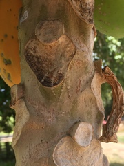 Pandercetes gracilis