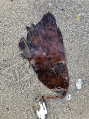 Saccorhiza dermatodea