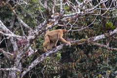 Brachyteles arachnoides
