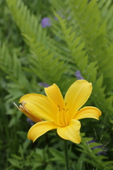 Hemerocallis dumortieri
