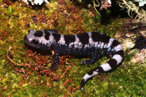 Marbled Salamander