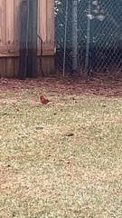 Cardinalis cardinalis