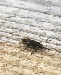 Dinothenarus pubescens