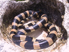 Yellow-Lipped Sea Krait photo 2