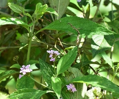 Lippia alba