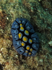 Phyllidia picta