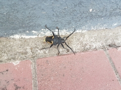 Calocomus desmarestii