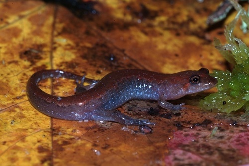 Apalachicola Dusky Salamander