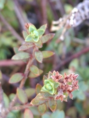 Pimelea oreophila
