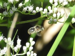 Melissodes druriellus