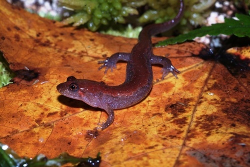 Desmognathus image