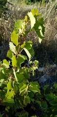 Vitis acerifolia