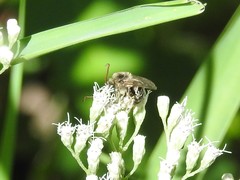 Melissodes druriellus