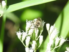 Melissodes druriellus