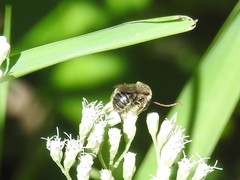 Melissodes druriellus