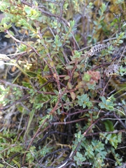 Pimelea oreophila