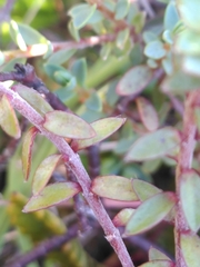 Pimelea oreophila