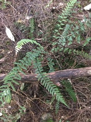 Blechnum molle