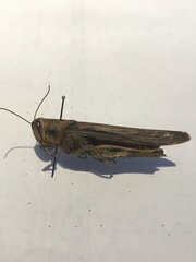 Schistocerca nitens