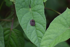 Chelymorpha aculeata