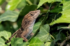 Anolis hispaniolae