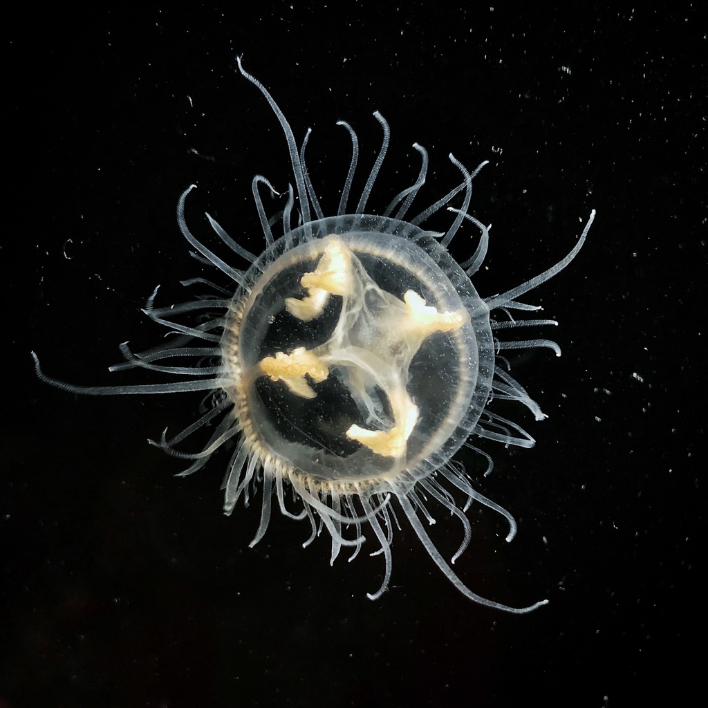 freshwater jellyfish