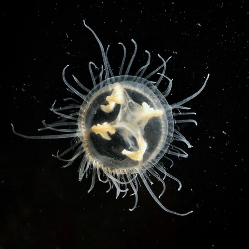 freshwater jellyfish