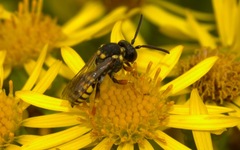 Nomada flavopicta