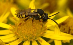 Nomada flavopicta