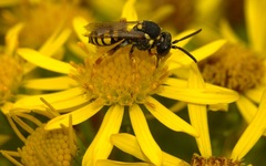 Nomada flavopicta