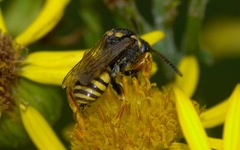 Nomada flavopicta