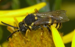 Nomada flavopicta