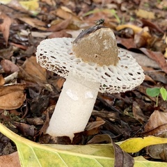 Phallus atrovolvatus