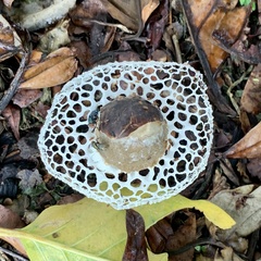 Phallus atrovolvatus