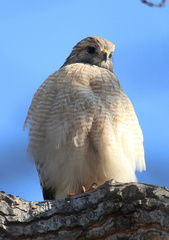 Buteo lineatus