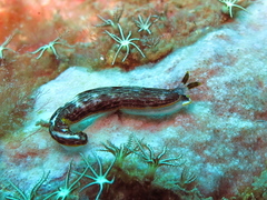 Dermatobranchus striatus