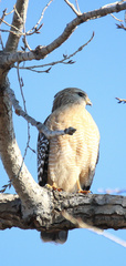 Buteo lineatus