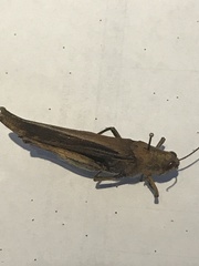 Schistocerca nitens
