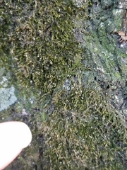 Bryophyta