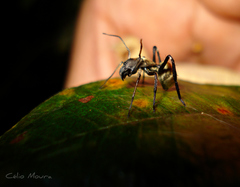 Myrmecotypus