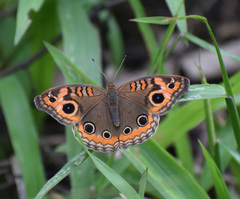 Junonia genoveva