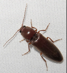 Hemicrepidius melanophthalmus