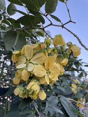 Senna nitida