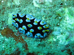 Phyllidia picta