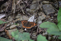 Junonia genoveva