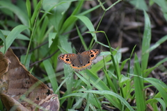 Junonia genoveva